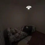 The Orchid